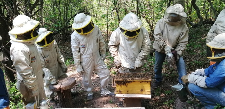 Situaci&oacute;n de la cadena productiva ap&iacute;cola en la Regi&oacute;n del Chaco, resumen de la primera semana del foro virtual